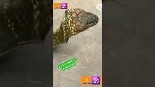 super viral snake vidio#️# #viral#shots#subscribe#like#views#youtubeshorts#allrounder#sukumar#