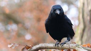 (1) Tales From Crow Forest | Foraging, Looking For Insects & Waiting For Peanuts | Nature Video