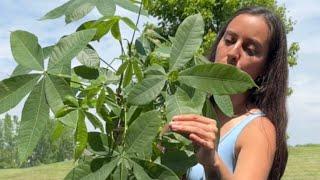 Money tree care and repotting