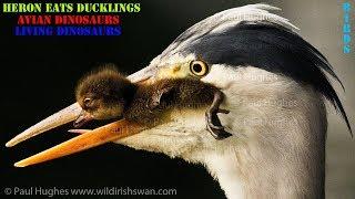 When a heron eats ducklings, there is nothing a mother duck can do to stop this bird's hunt animals