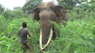 Saving Battle-Scarred Giant from Tusker Attack Wound Infection