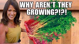 Why Your Carrots, Radishes, Beets Aren’t Growing - Fix It Fast!