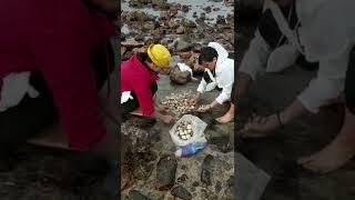 Gleaning Clams at Green Egg Island ,Tai Au Mun Hongkong