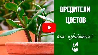 Подуры - насекомые в комнатных цветах  Как бороться?