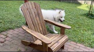 Comfy Weatherproof Adirondack Chair, Acacia Wood