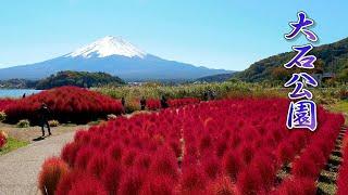 Autumn Colors of OISHI PARK w/ Mt. Fuji.  #大石公園 #4K #kochia #コキア