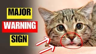 Top 10 MAJOR stress tiggers for Your Cat | How to Help!