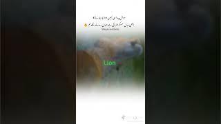 Muhammad Faizan kings