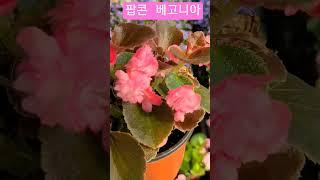 #은혜화훼판매장 #팝콘베고니아