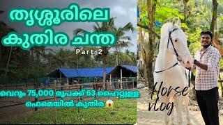 തൃശ്ശൂരിലെ കുതിര ചന്ത part-2 |horse market  in thrissur part-2