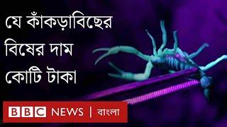 যে কাঁকড়াবিছের বিষের দাম কোটি টাকা।BBC Bangla