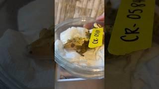 Unboxing A Crested Gecko From Pangea! #crestedgecko