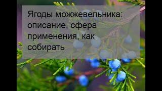 Ягоды можжевельника: описание, сфера применения, как собирать