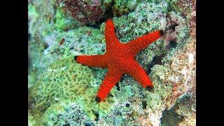 Facts: The Sea Star (Starfish)