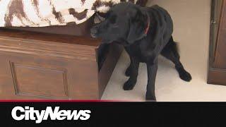 K9 dogs trained to sniff out bed bugs