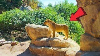 Denver Zoo Colorado Ultimate Full Tour