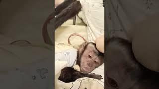 не трожь, она моя #monkey #домашняяобезьяна #обезьяна #капуцин #capuchin