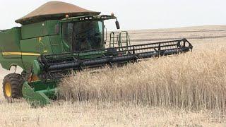Agricultor adapta maquinário para colher a carinata