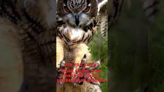 Owls make no sound while flying #shots #trending #youtubeshorts @InquiringmindsFAQ