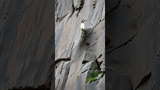 This Goat Has NO FEAR!  Watch It Climb! #wildlife #mountains #goat #animals #naturephotography