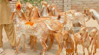 pure makkhi chine breeder bache  gaye Shahzad goat farm|مزید اس نمبر پر رابطہ کریں 03038935545