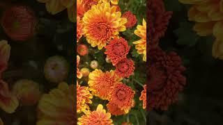 fall ambience autumn ambience beautiful chrysanthemums #autumn #otoño #vibing #flores #fallcore