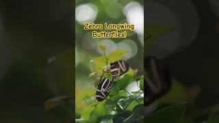 The Intimate World of Zebra Longwing Butterflies!