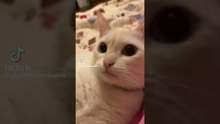 To be a yeti girl in the yeti world #yeti #viral #cat #short #shorts #catlover #cute #shortvideo