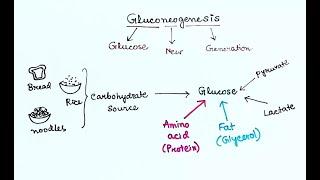 Gluconeogenesis (English) by Snigdha Goswami