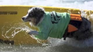 Skylar the HB Surfin' Aussie