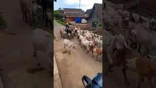 PENGGEMBALA KAMBING DI DESA PEGUNUNGAN WILIS AE