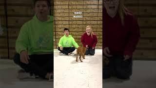 Puppy Love Challenge! 