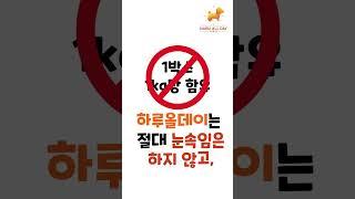 우리 강아지 장건강 지키는 꿀팁 하루올데이 프로바이오틱스 유산균