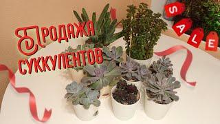 Продажа суккулентов.