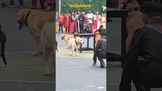 army labrador training #shorts #army #viral #trending