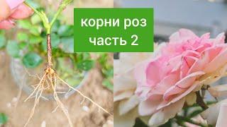 28. ЧЕРЕНКОВАНИЕ РОЗ В ПЕСКЕ  Часть 2 #черенкованиероз #черенкование #размножениерастений