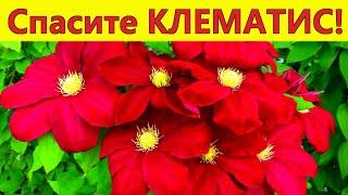 Спасите КЛЕМАТИС! Сделайте так, чтобы клематисы не заболели!