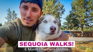 Sequoia Walks! (6 Month Recovery Update)