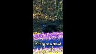 How to Film Wild Turkeys Like a Pro!  | Best Tips for Capturing the Action#turkey #turkey #hunting