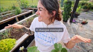 It's all growing SO Fast! (The best medicine for the garden)  | VLOG