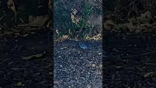 Blue Bird looking for worms