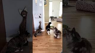 Super Fluffy Cat Flees her Brother and Tormenter 