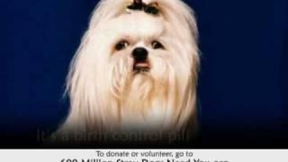 Help Develop Permanent Lasting Birth Control Cat and Dog Food 600 Million Dogs - Alex Pacheco