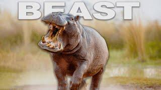 Why The Hippo Is The Deadliest Mammal In Africa | Dark Side Of Hippos | Wild Waters