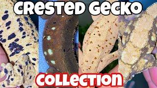 My CRESTED GECKO COLLECTION!!