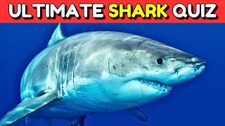Shark General Knowledge Quiz | Ultimate Sharks Quiz