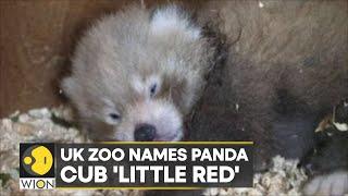 WION Climate Tracker | Endangered Red panda cub born in UK wildlife park