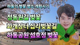 하동 벚꽃 명소 개화시기(정동원길 벚꽃, 화개장터 십리벚꽃, 하동공원 섬호정 벚꽃)