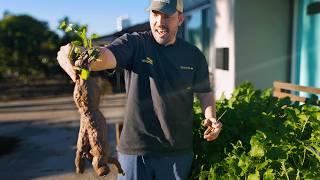 MASSIVE Sweet Potato Harvest 