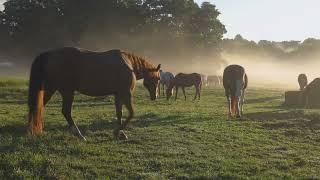 Episode 68: How To Teach A Horse To Spook